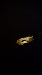 Tree Bark